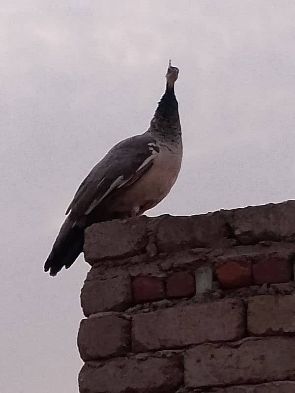 peacock female 1