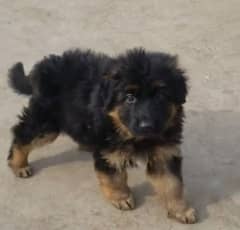 German shepherd Long Coat Male & Female puppy 03287625932WhatsApp