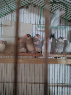 White Java Adult Pair And Chicks For Sale