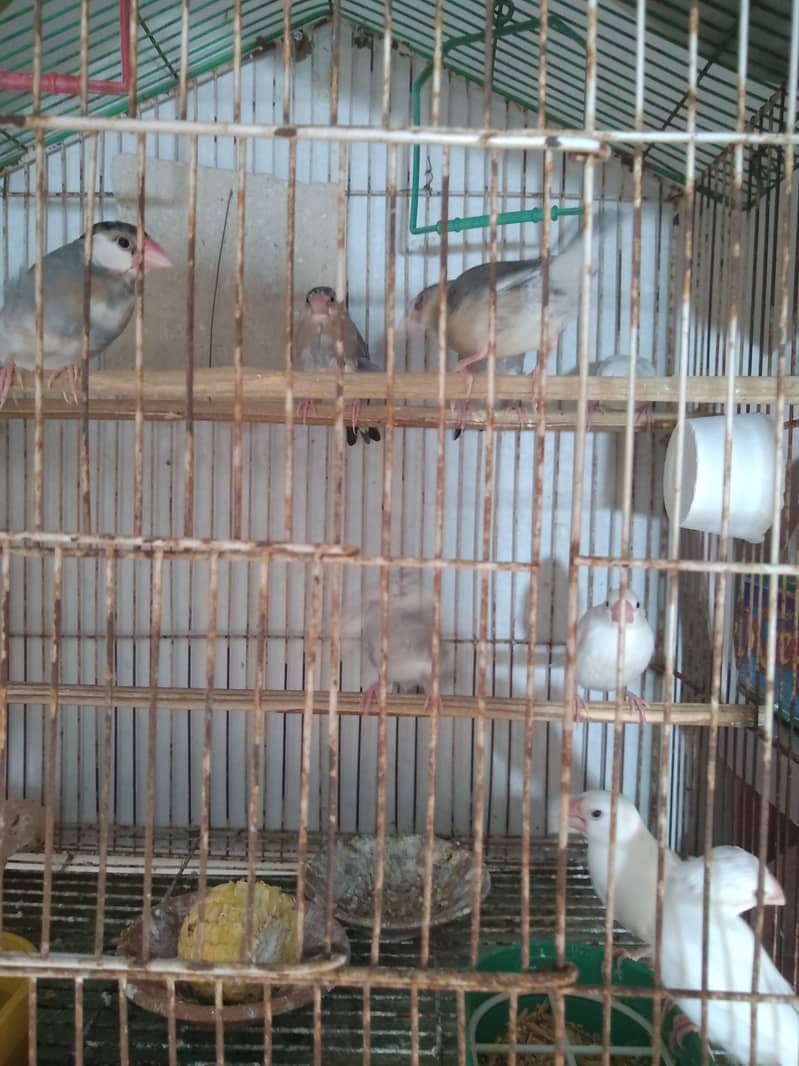 White Java Adult Pair And Chicks For Sale 1