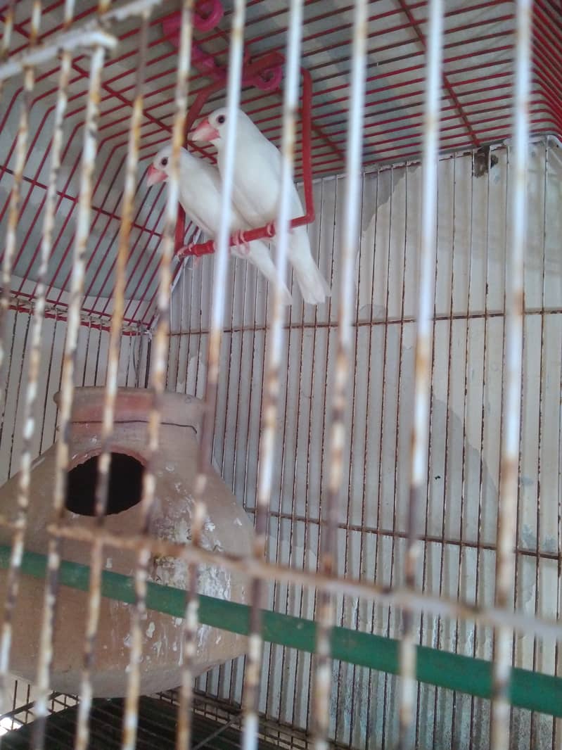 White Java Adult Pair And Chicks For Sale 2