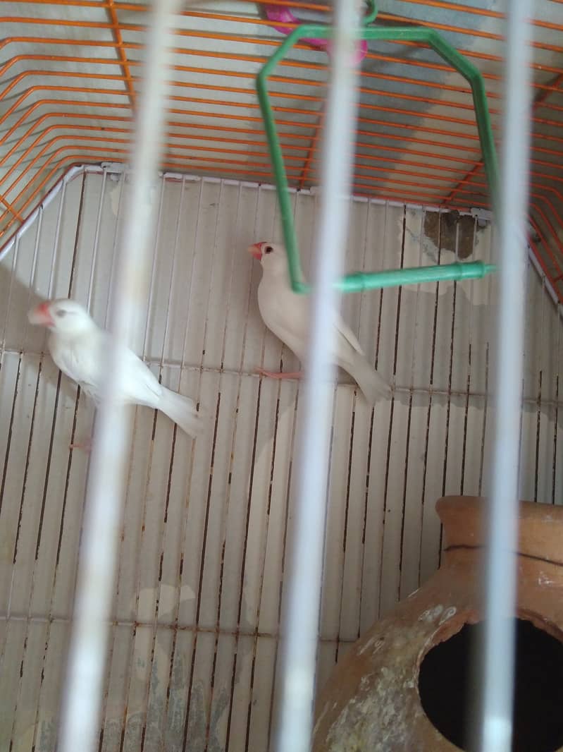 White Java Adult Pair And Chicks For Sale 3