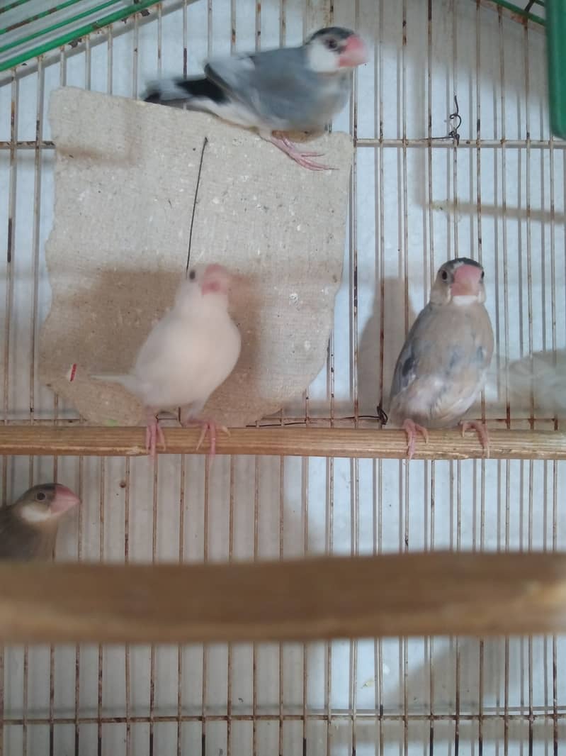 White Java Adult Pair And Chicks For Sale 4