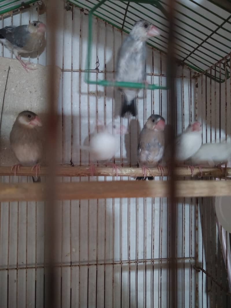 White Java Adult Pair And Chicks For Sale 5