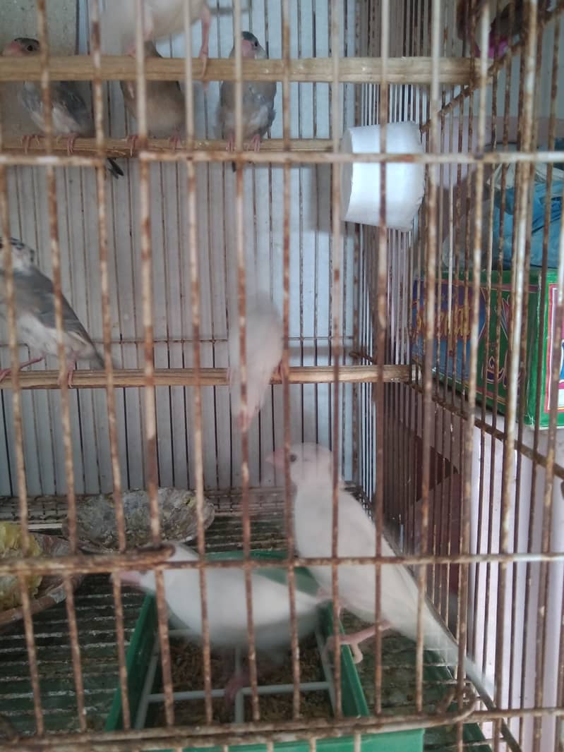 White Java Adult Pair And Chicks For Sale 6