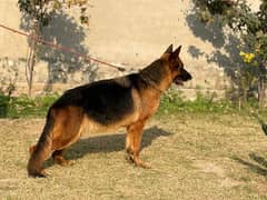 German Shepherd