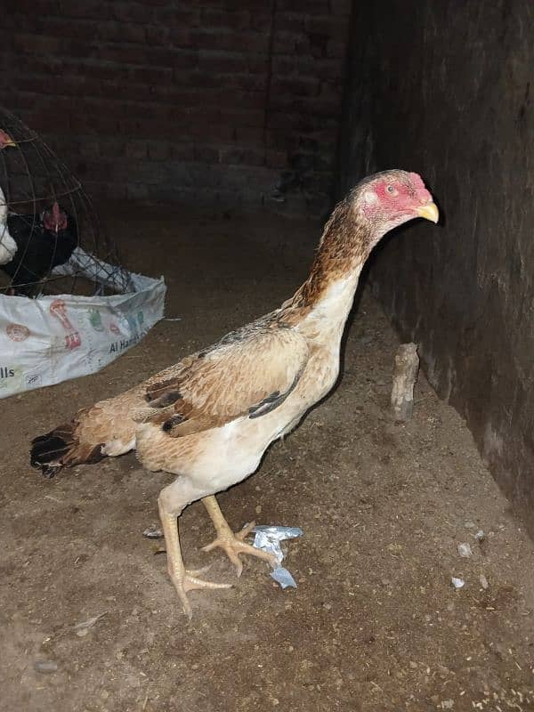 high quality shamo. lasani. mianwali for sale 03035060776 7