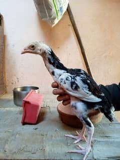 aseel Mushka and Heera Chicks for sale