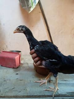 aseel Mushka and Heera Chicks for sale