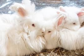 Pair of Angora rabbit