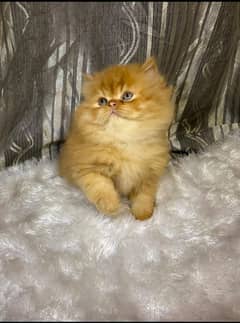 Cat Persian| Blue eye| Baby| kitten| Punch face| triple kot