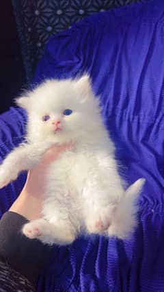 Persian kitten for sale