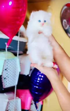 Cat Persian| Blue eye| Baby| kitten| Punch face| triple kotᴥ