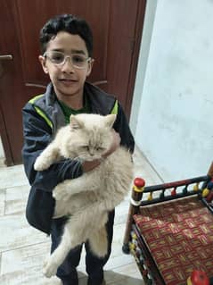 Persian cat for sale contact number. 03213303313