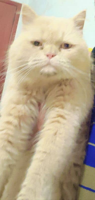 Persian cat for sale contact number. 03213303313 1