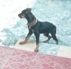 Dog for sale Doberman male