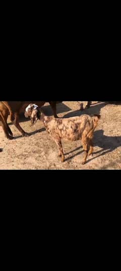 beetal bakri with 2 female baby