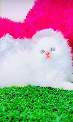 Cat Persian| Blue eye| Baby| kitten| Punch (ᵔᴥᵔ) face| triple kot