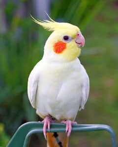 Common White Cockatiel