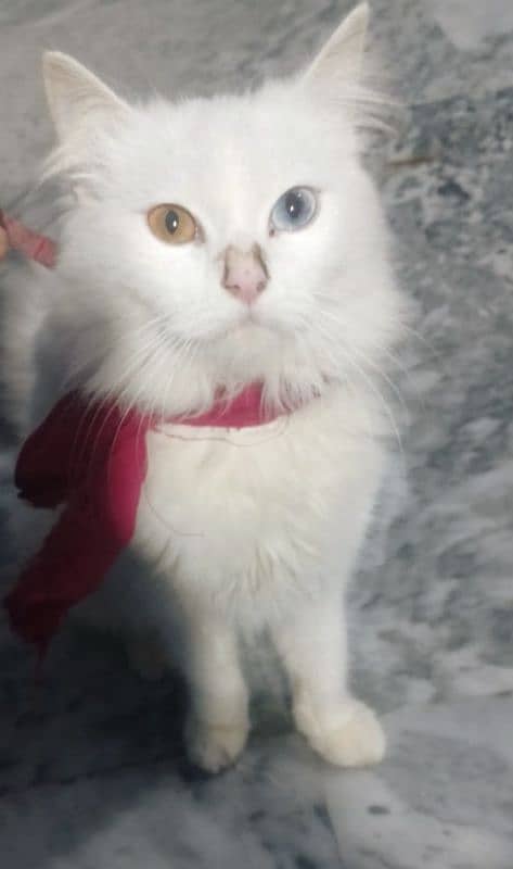 Persian female cat full trained loving cat 0