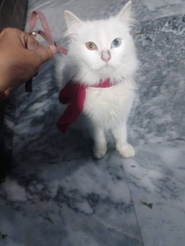 Persian female cat full trained loving cat 1