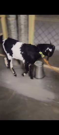 Bakra