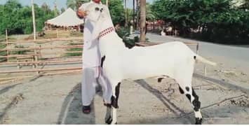 rajanpuri Bakra for sale 03425820107