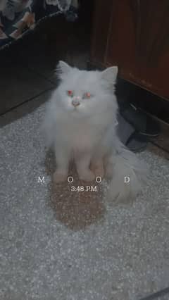 male cat healthy cute Persian cat