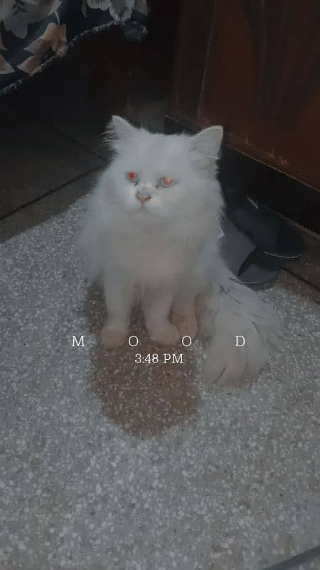 male cat healthy cute Persian cat 0