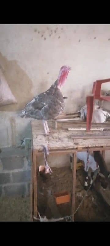 Blue Turkey Male Available For Sale 0