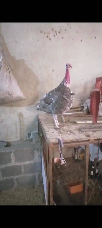 Blue Turkey Male Available For Sale 1