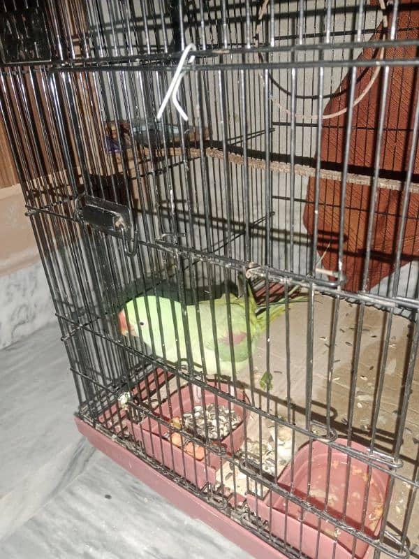 raw parrot for sale 1