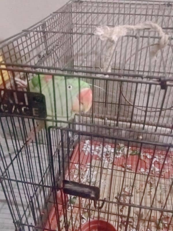 raw parrot for sale 4