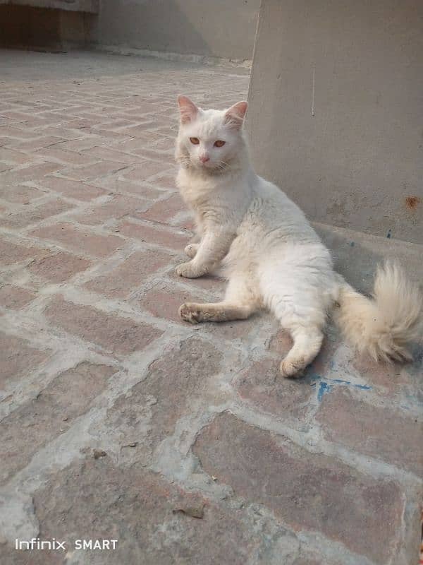 male cat for selling 0