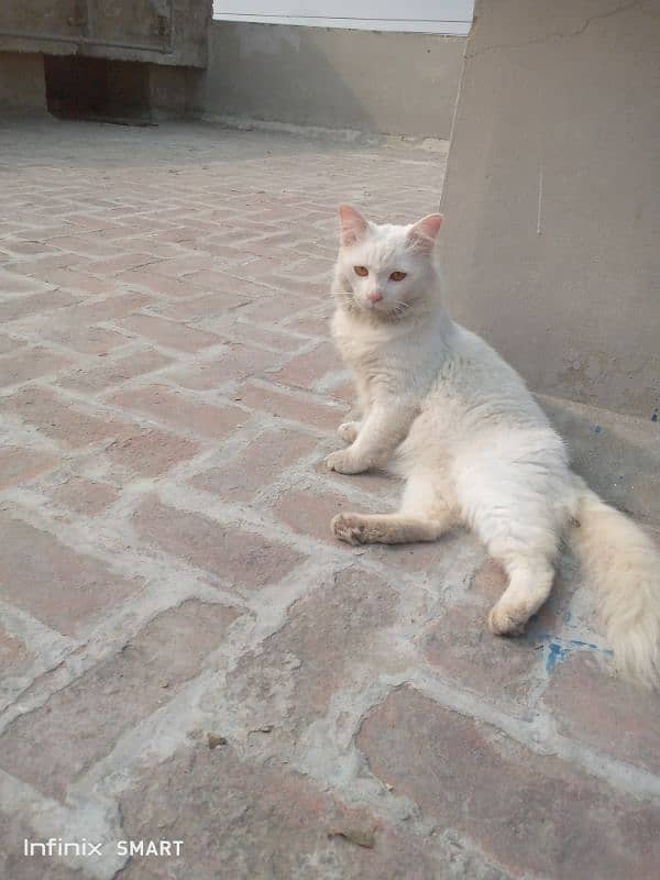 male cat for selling 1