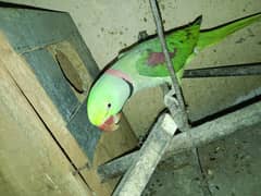 For Sale Raw parrot my whatsaap no 03336424936