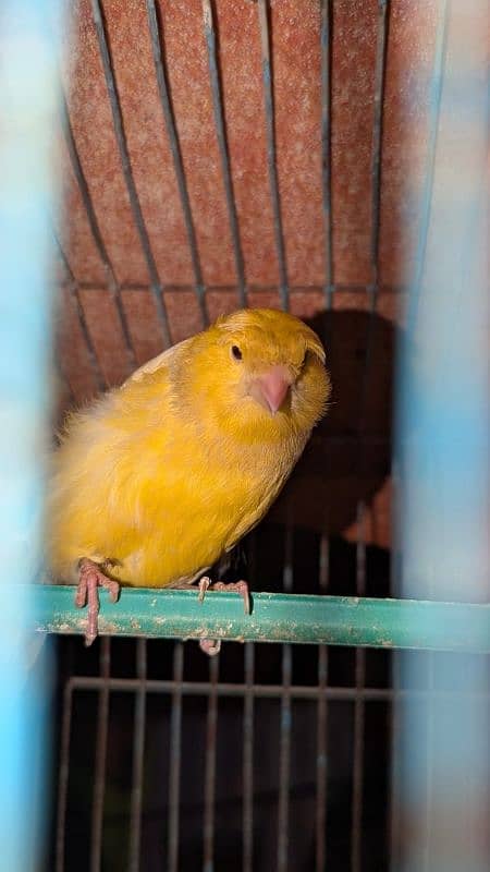 Canary singing male 0