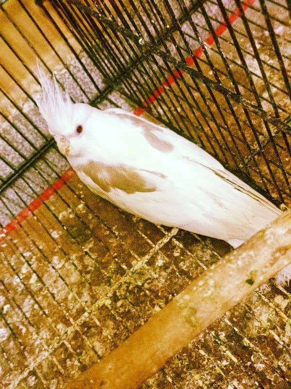 Eno v pied female . 03363406545. 0