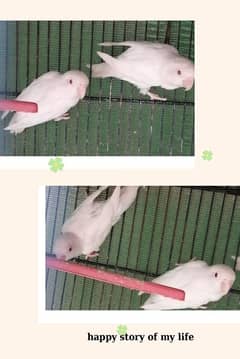 albino black and breedar pair