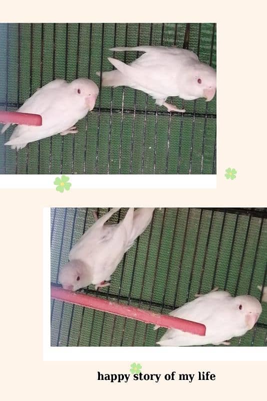 albino black and breedar pair 0