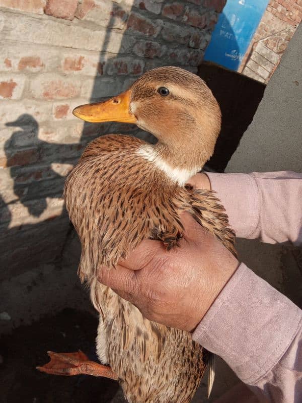 I'm sales my ducks. . . 4