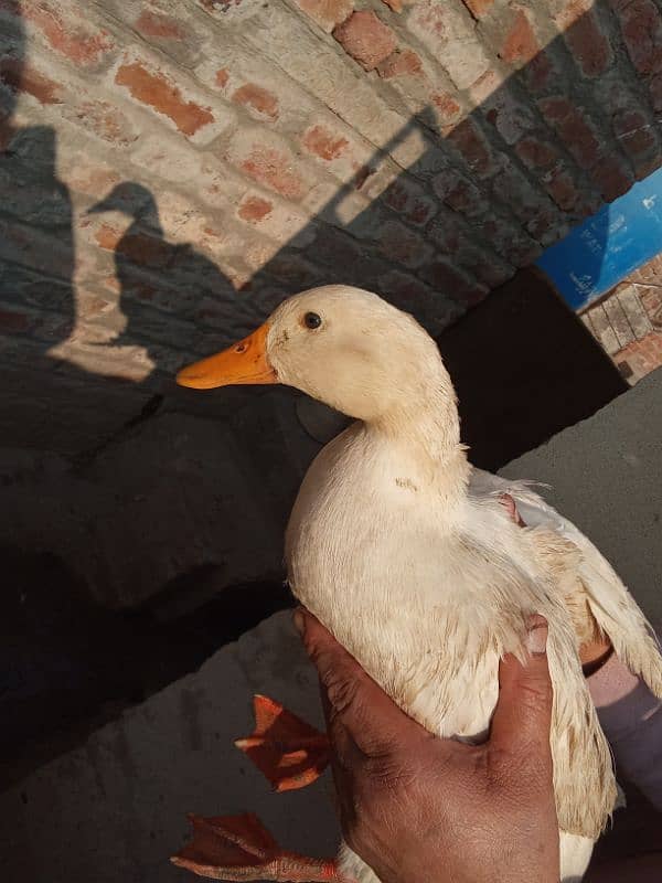 I'm sales my ducks. . . 5