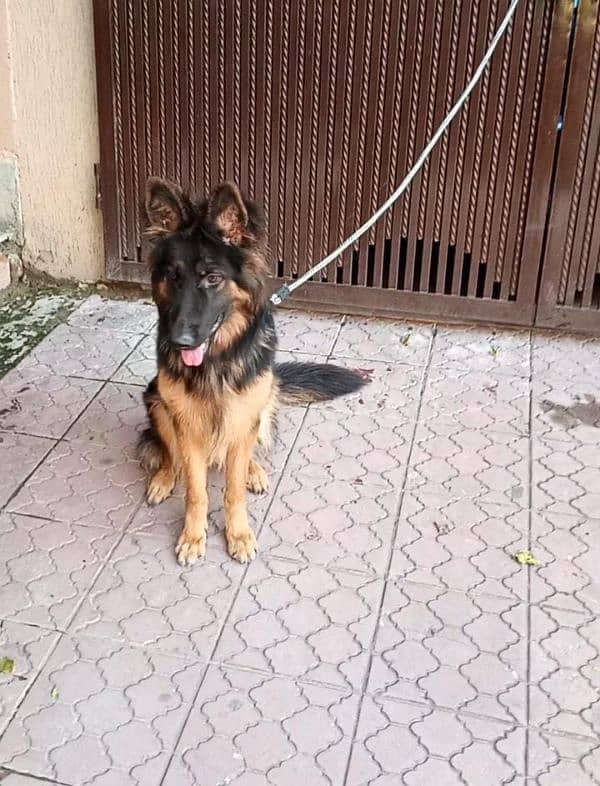 German shepherd Breeder Female 0