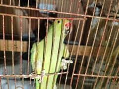 Green parrot