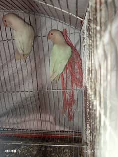 albino red eyes breeder female and albino red eyes patha for sale