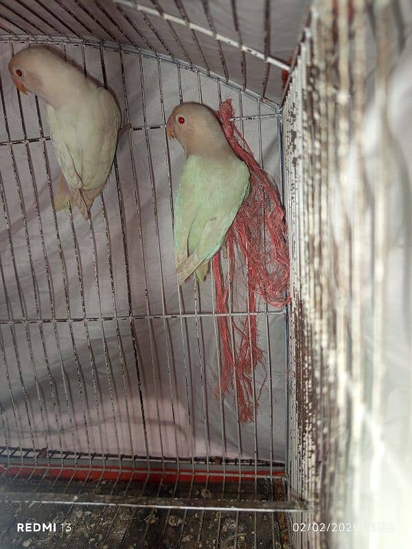 albino red eyes breeder female,albino redeyespatha,cocktailmaleforsale 0