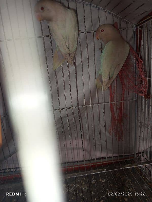 albino red eyes breeder female,albino redeyespatha,cocktailmaleforsale 1