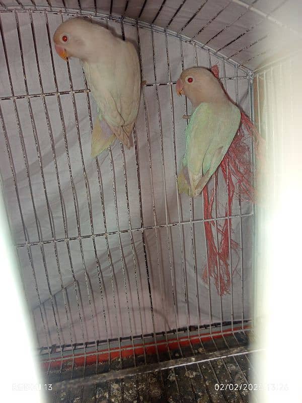 albino red eyes breeder female,albino redeyespatha,cocktailmaleforsale 2