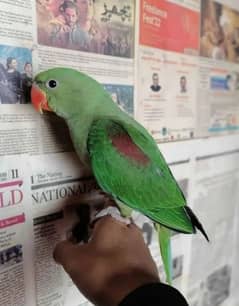 kashmiri raw parrot for sale