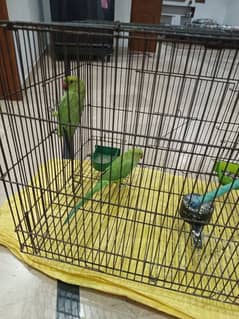 parrots for sale